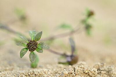 BUITEN BEELD Foto: 438816