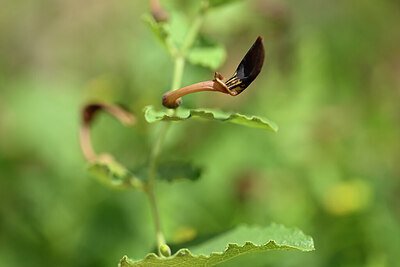 BUITEN BEELD Foto: 438821