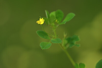 BUITEN BEELD Foto: 438822