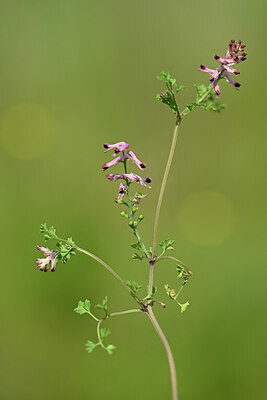 BUITEN BEELD Foto: 438823