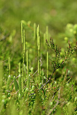 BUITEN BEELD Foto: 438826