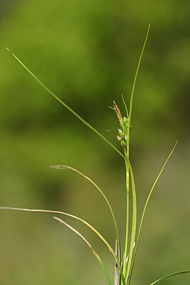 BUITEN BEELD Foto: 438827