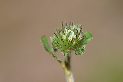 BUITEN BEELD Foto: 438828
