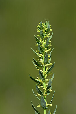 BUITEN BEELD Foto: 438829