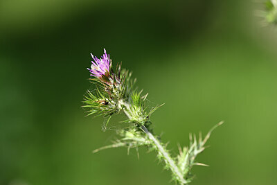 BUITEN BEELD Foto: 438832