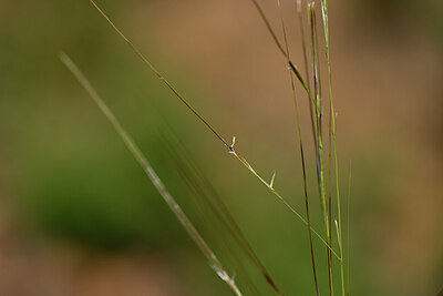 BUITEN BEELD Foto: 438833