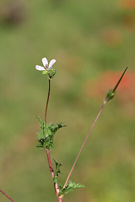 BUITEN BEELD Foto: 438834