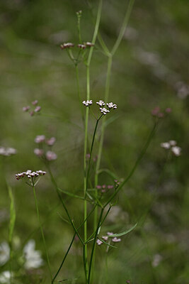 BUITEN BEELD Foto: 438837