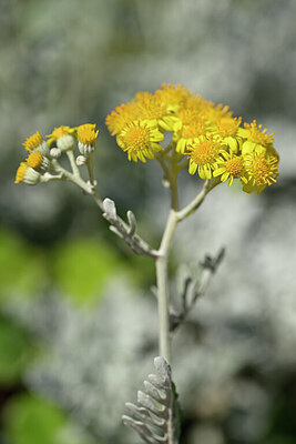BUITEN BEELD Foto: 438838