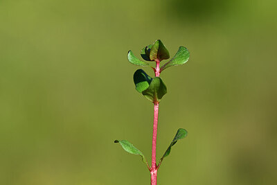BUITEN BEELD Foto: 438839