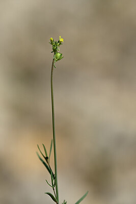 BUITEN BEELD Foto: 438840