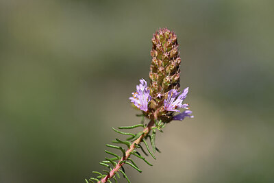 BUITEN BEELD Foto: 438841