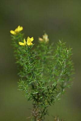 BUITEN BEELD Foto: 438843