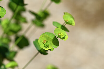 BUITEN BEELD Foto: 438848