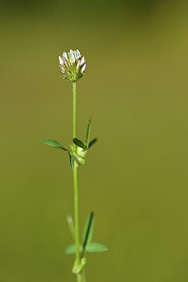 BUITEN BEELD Foto: 438849