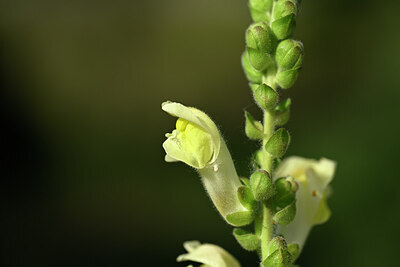 BUITEN BEELD Foto: 438852