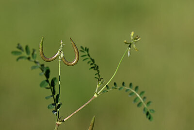 BUITEN BEELD Foto: 438855
