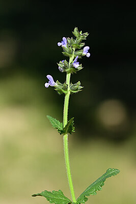 BUITEN BEELD Foto: 438860