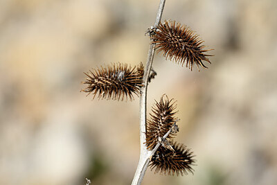 BUITEN BEELD Foto: 438861