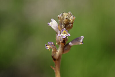 BUITEN BEELD Foto: 438862