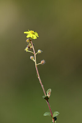 BUITEN BEELD Foto: 438863
