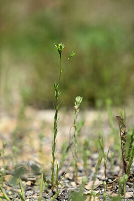 BUITEN BEELD Foto: 438864