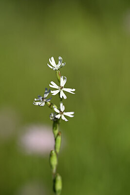 BUITEN BEELD Foto: 438866