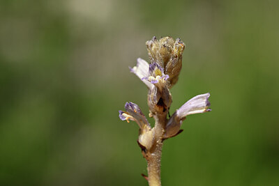 BUITEN BEELD Foto: 438867