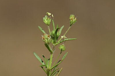 BUITEN BEELD Foto: 438868