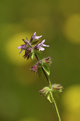 BUITEN BEELD Foto: 438870