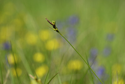 BUITEN BEELD Foto: 438871