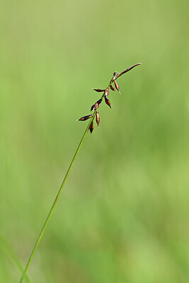 BUITEN BEELD Foto: 438877