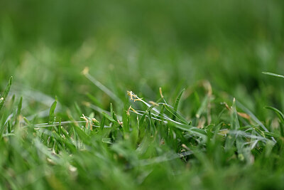 BUITEN BEELD Foto: 438880
