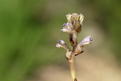BUITEN BEELD Foto: 438882