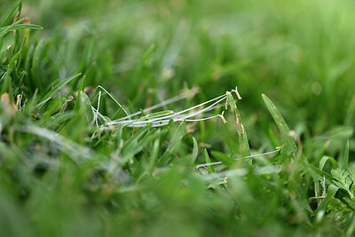 BUITEN BEELD Foto: 438884
