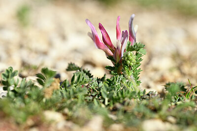BUITEN BEELD Foto: 438885
