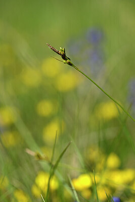 BUITEN BEELD Foto: 438886
