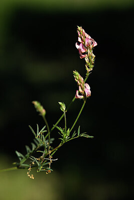 BUITEN BEELD Foto: 438887