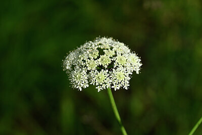 BUITEN BEELD Foto: 438888