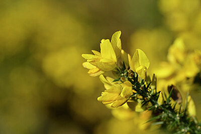 BUITEN BEELD Foto: 438889