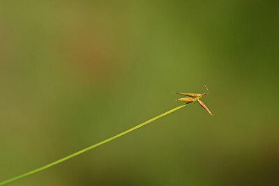 BUITEN BEELD Foto: 438890
