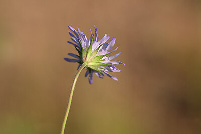 BUITEN BEELD Foto: 438891