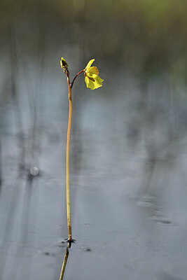 BUITEN BEELD Foto: 438898