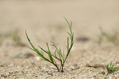 BUITEN BEELD Foto: 438900