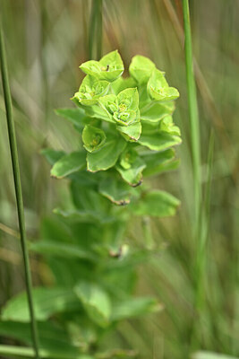 BUITEN BEELD Foto: 438903