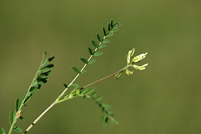 BUITEN BEELD Foto: 438905