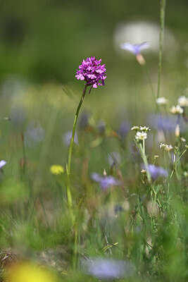 BUITEN BEELD Foto: 438906