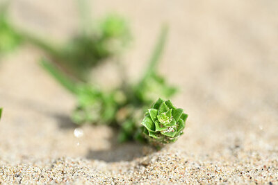 BUITEN BEELD Foto: 438911