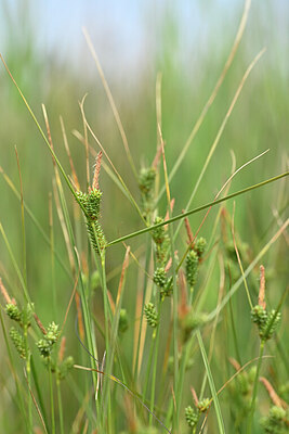 BUITEN BEELD Foto: 438917