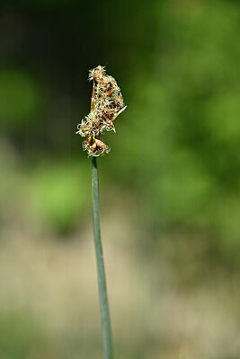 BUITEN BEELD Foto: 438918